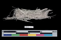 藏品(石棉)的圖片